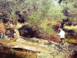 harv02_50191260952_o