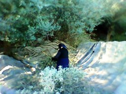 harv03_50191001271_o